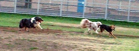 Copper, Katie, and Leilah racing across the dog park